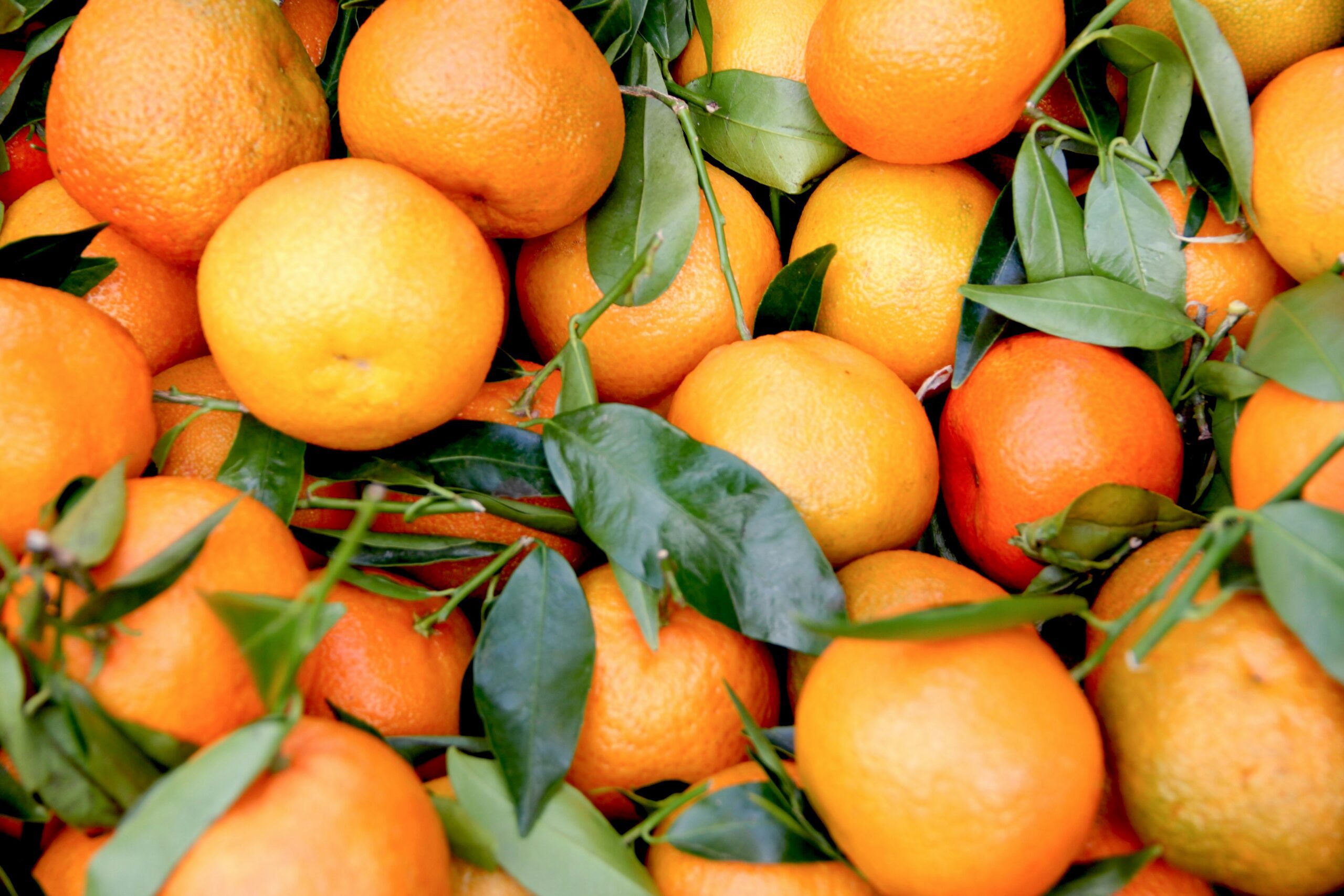 Oranges main image