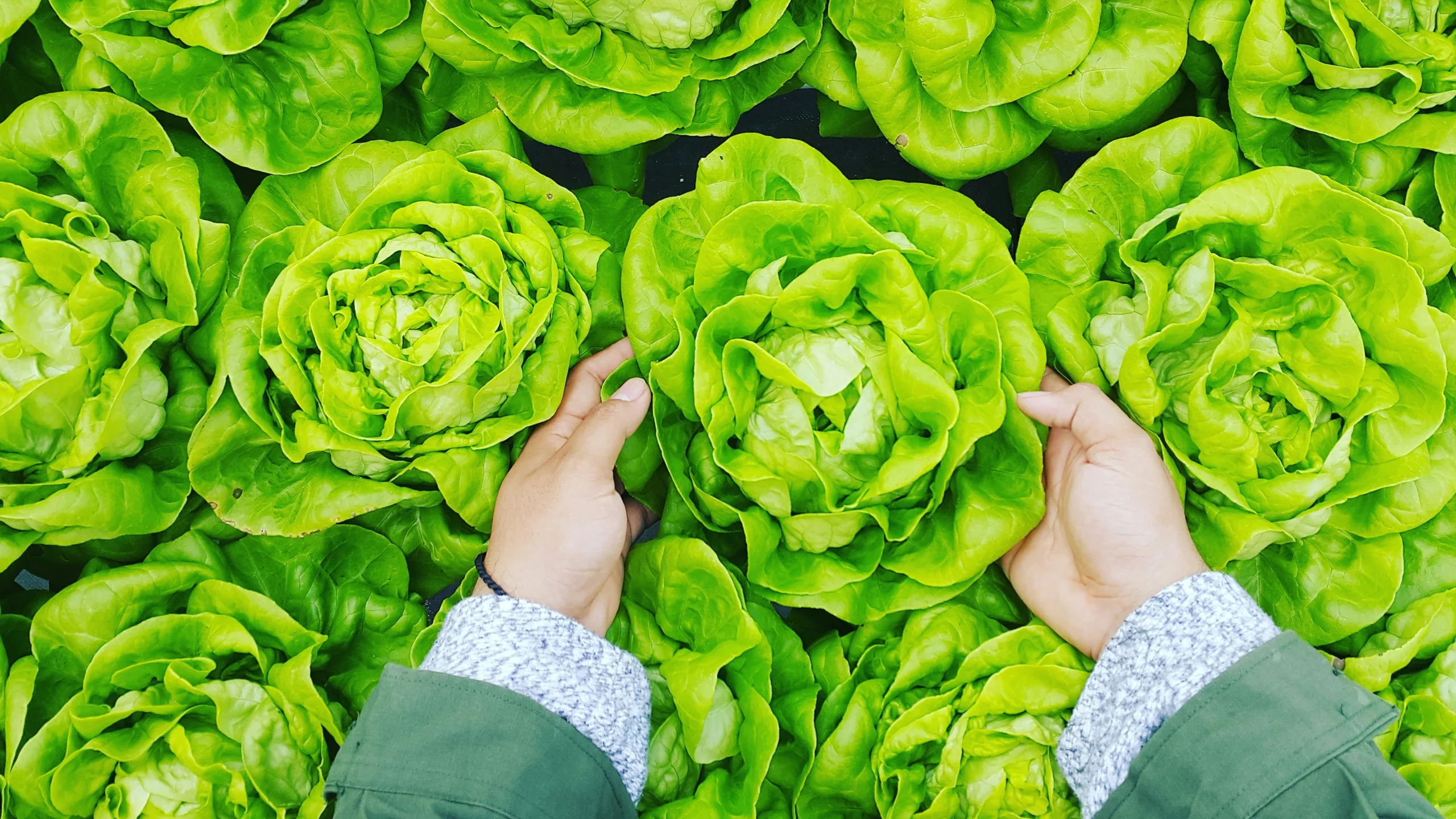 Lettuce main image