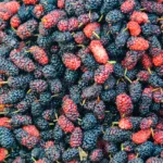 Mulberries featured image