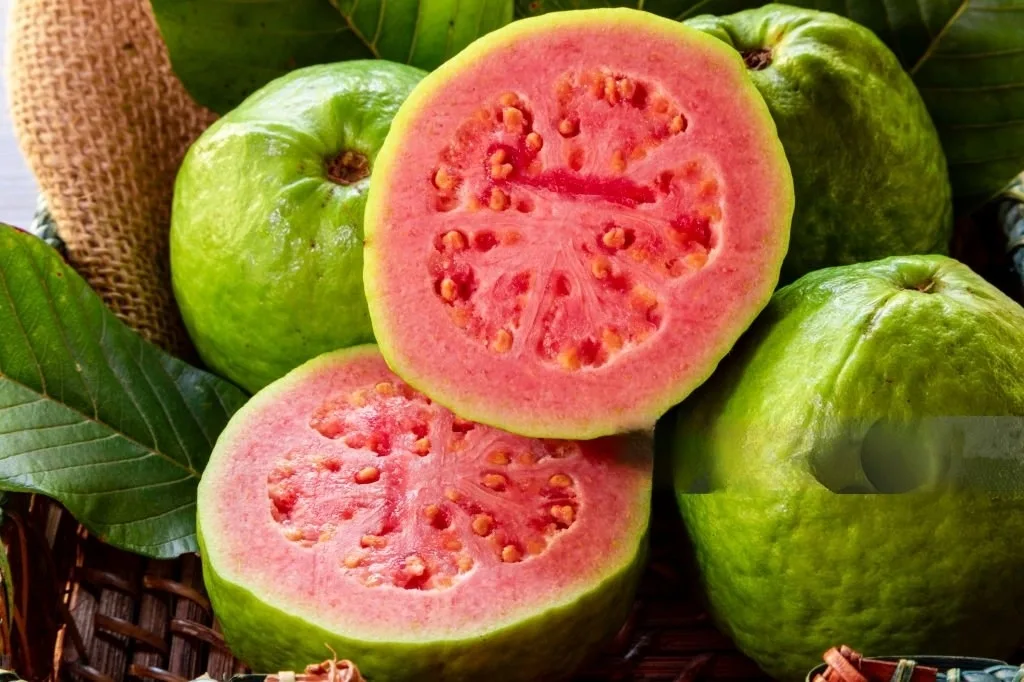 guava main image