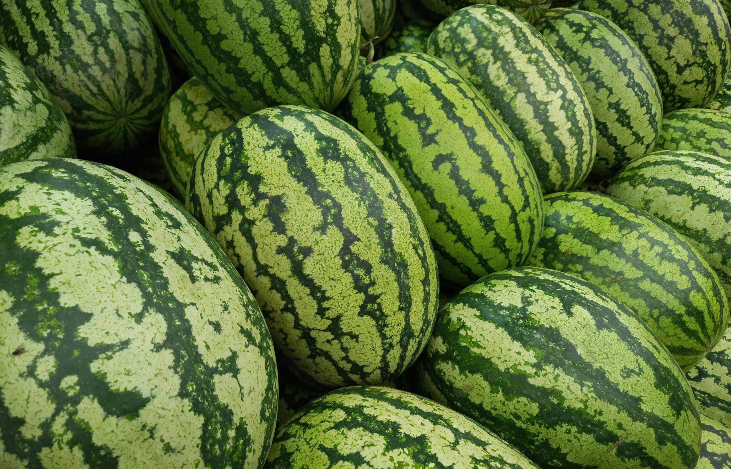 watermelon featured image