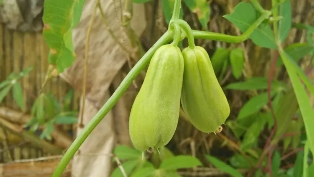 Grow chayote at home
