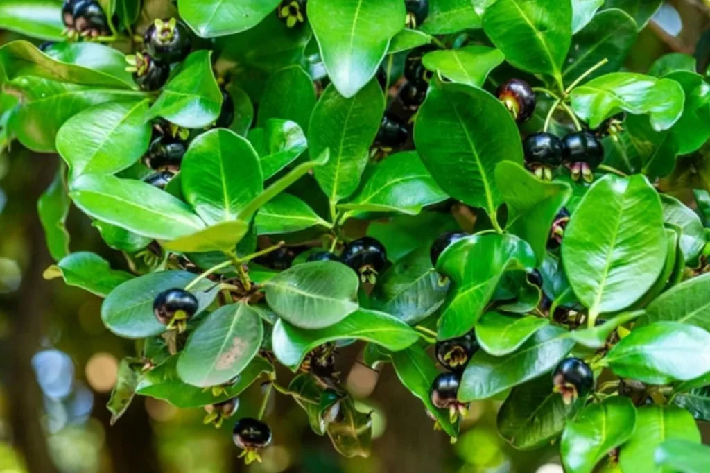 Grumichama: The Tropical Superfruit You Need to Know About