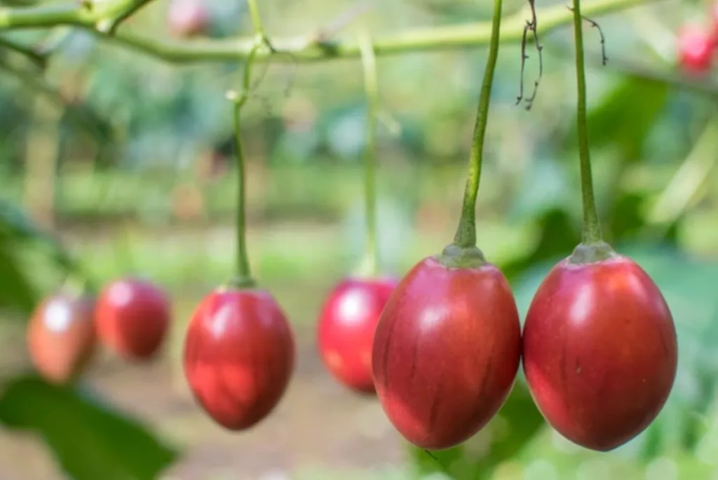 how to grow tamarillo