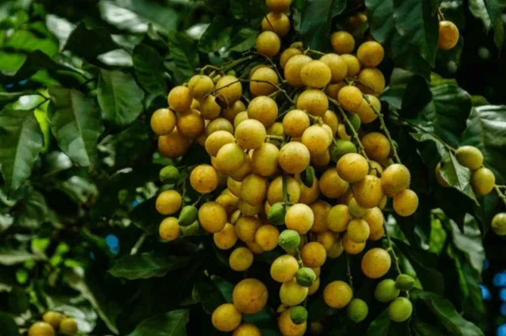 wampee fruit tree